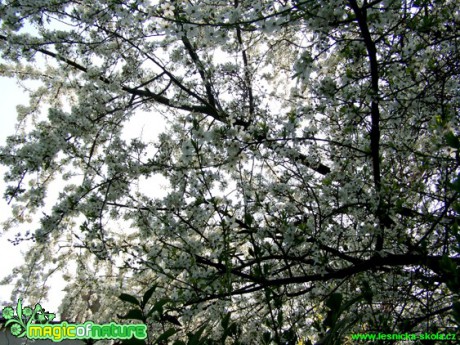 Třešeň - Prunus - Foto Andrea Horová