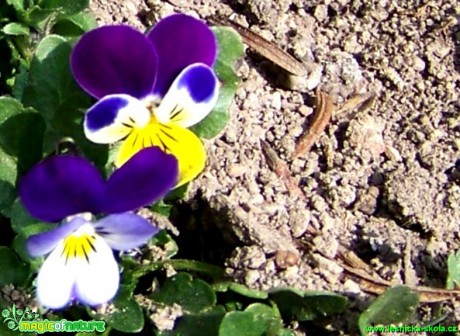 Violka trojbarevná - Viola tricolor- Foto Andrea Horová (1)