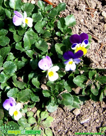 Violka trojbarevná - Viola tricolor- Foto Andrea Horová