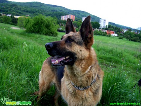 Německý ovčák - pes a fena - Foto Andrea Horová (1)