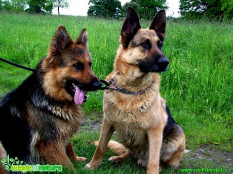 Německý ovčák - pes a fena - Foto Andrea Horová (7)