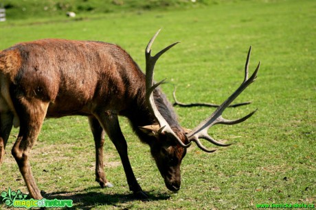 Jelen lesní - Cervus elaphus - Foto Gerd Ritschel (2)