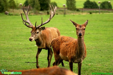 Jelen lesní - Cervus elaphus - Foto Gerd Ritschel (5)