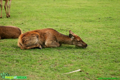 Jelen lesní - Cervus elaphus - Foto Gerd Ritschel (8)