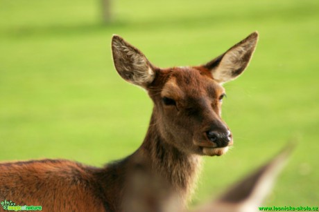 Jelen lesní - Cervus elaphus - Foto Gerd Ritschel (10)