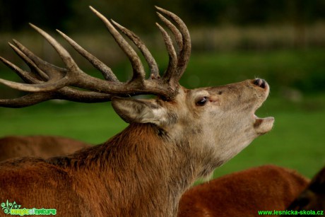 Jelen lesní - Cervus elaphus - Foto Gerd Ritschel (11)