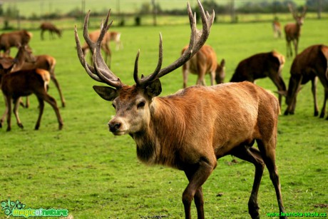 Jelen lesní - Cervus elaphus - Foto Gerd Ritschel (12)