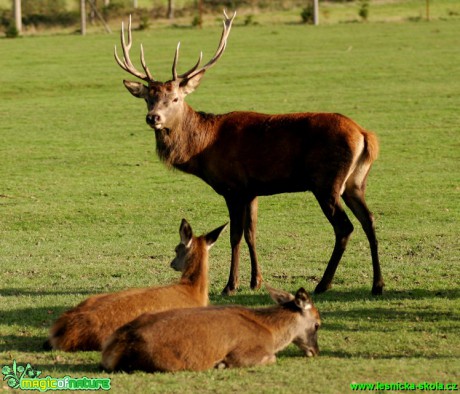 Jelen lesní - Cervus elaphus - Foto Gerd Ritschel (13)