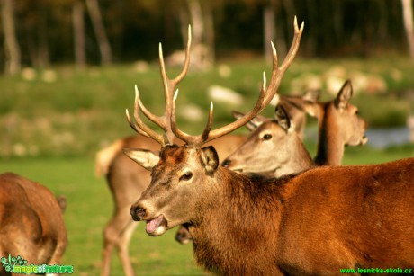 Jelen lesní - Cervus elaphus - Foto Gerd Ritschel (14)