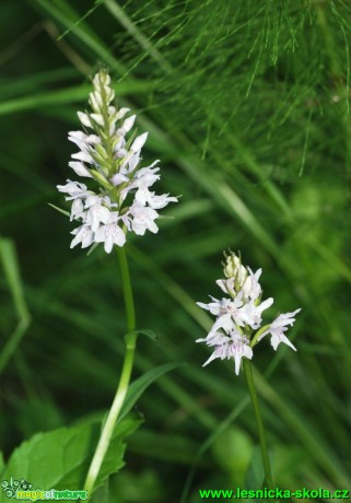 Prstnatec fuchsův - Dactylorhiza fuchsii - Foto G. Ritschel (1)