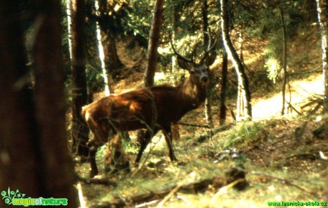 Jelen lesní - Cervus elaphus - Foto Gerd Ritschel (17)