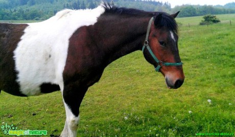 Koně na farmě - Foto Gabriela Richterová (4)