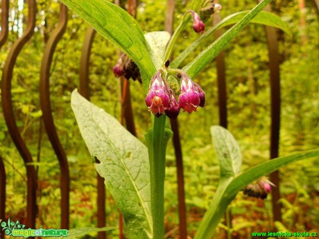 Kostival lékařský - Symphytum officinale - Foto Pavlína Kadlecová