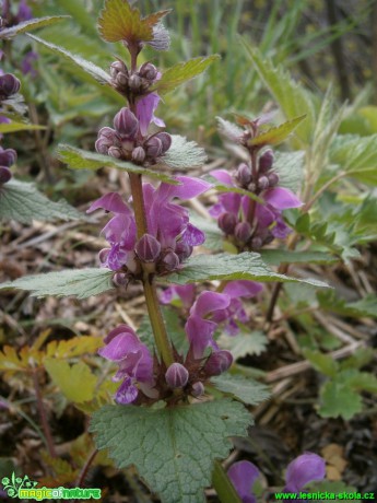 Hluchavka skvrnitá - Lamium maculatum - Foto Martina Šmejkalová