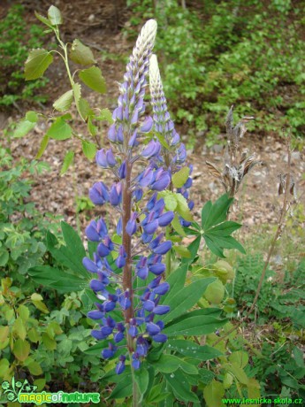 Vlčí bob - Lupinus polyphyllus - Foto Martina Šmejkalová