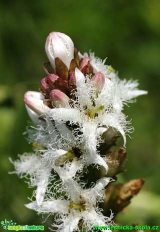 Vachta trojlistá - Menyanthes trifoliata - Foto G. Ritschel