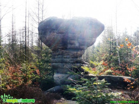 Skalní hřib - Broumovsko - Foto Radka Mizerová