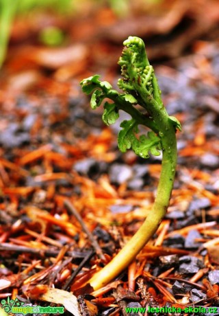 Vratička heřmánkolistá - Botrychium matricariifolium - Foto G. Ritschel