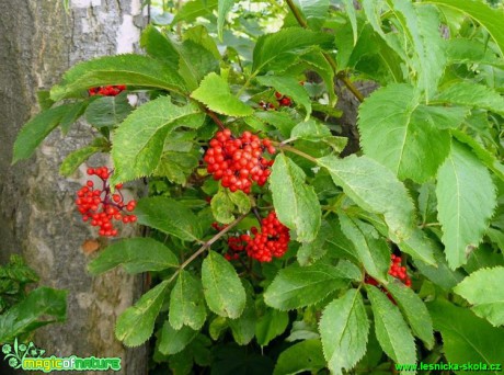 Bez červený - Sambucus racemosa - Foto Pavel Stančík