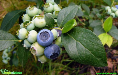 Brusnice chocholičnatá (kanadská borůvka) - Vaccinium corymbosum (2) - Foto Pavel Stančík