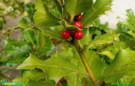 Cesmína ostrolistá - Ilex aquifolium - Foto Pavel Stančík