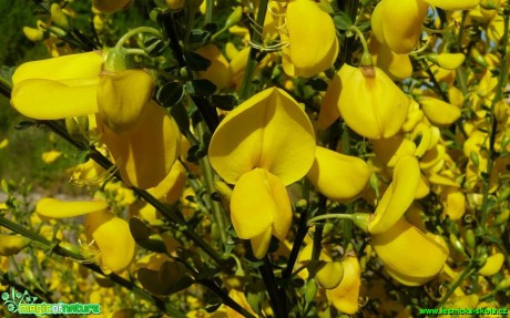 Janovec metlatý - Cytisus scoparius - Foto Pavel Stančík