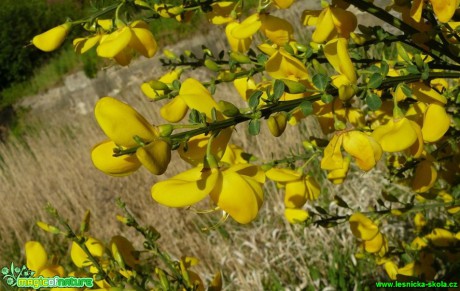 Janovec metlatý - Cytisus scoparius (2) - Foto Pavel Stančík