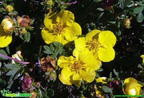 Mochna křovitá - Potentilla fruticosa - Foto Pavel Stančík