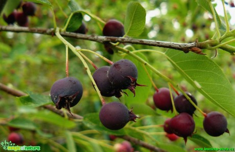 Muchovník - Amelanchier (indiánská borůvka) - Foto Pavel Stančík