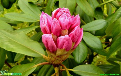 Pěnišník (Rhododendron) - Foto Pavel Stančík