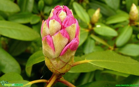 Pěnišník (Rhododendron) (2) - Foto Pavel Stančík