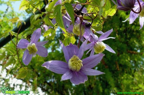 Plamének alpský - Clematis alpina - Foto Pavel Stančík