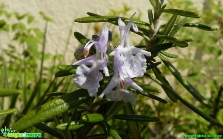 Rozmarýn lékařský - Rosmarinus officinalis - Foto Pavel Stančík