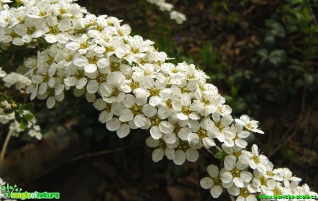 Tavolník popelavý - Spirea x cineraea - Foto Pavel Stančík