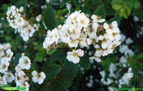 Tavolník van Houtteův - Spiraea x vanhouttei - Foto Pavel Stančík