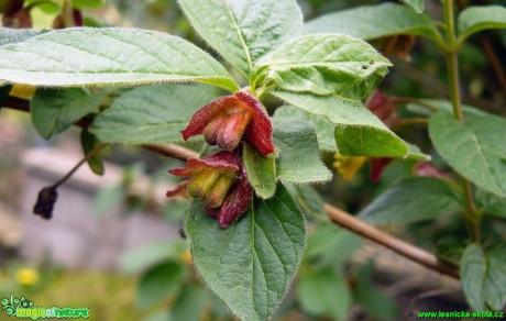 Zimolez Ledebourův - Lonicera ledebourii - Foto Pavel Stančík