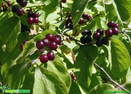 Zimolez obecný - Lonicera xylosteum - Foto Pavel Stančík