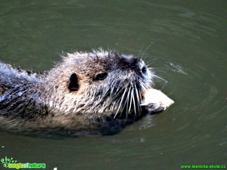 Nutrie říční - Myocastro coypus - Foto Karel Kříž (6)