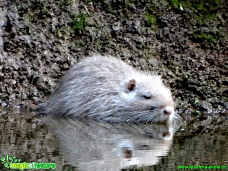 Nutrie říční - Myocastro coypus - Foto Karel Kříž (1)