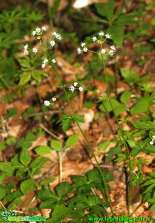 Žindava evropská - Sanicula europaea - Foto G. Ritschel