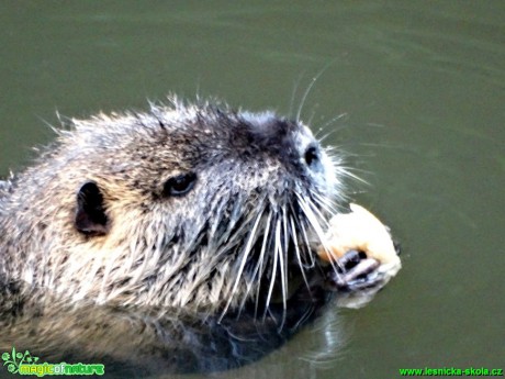 Nutrie říční - Myocastro coypus - Foto Karel Kříž (5)