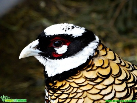 Bažant královský - Syrmaticus reevesii - Foto Karel Kříž