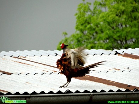 Bažant obecný - Phasianus colchicus - Foto Karel Kříž (3)