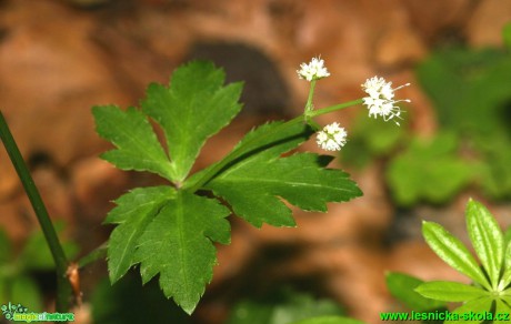 Žindava evropská - Sanicula europaea (1) - Foto G. Ritschel