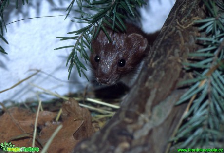 Lasice kolčava - Mustela nivalis - Foto Gerd Ritschel (2)