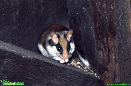 Plch zahradní - Eliomys quercinus - Foto Gerd Ritschel