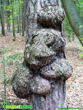 Strom s boulemi - Foto Radka Mizerová