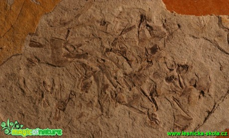 Fosilie v břidlici - Foto G. Ritschel