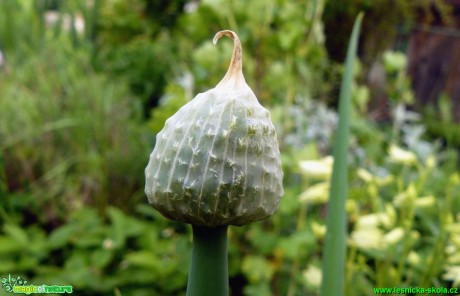 Česnek ošlejch (cibule zimní) - Allium fistulosum - Foto Pavel Stančík