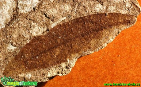 Fosilie v břidlici - list - Foto G. Ritschel